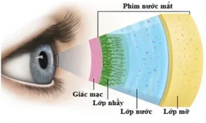 Cấu tạo giác mạc 1
