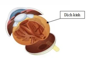 Dịch kính