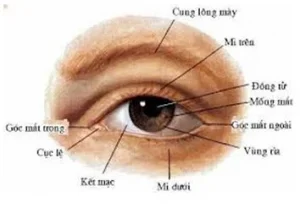 Cấu tạo mắt