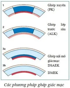Tế bào nội mô 6